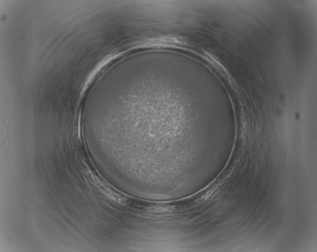 X0000055991224200509021630