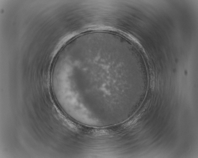 X0000055991231200509021630