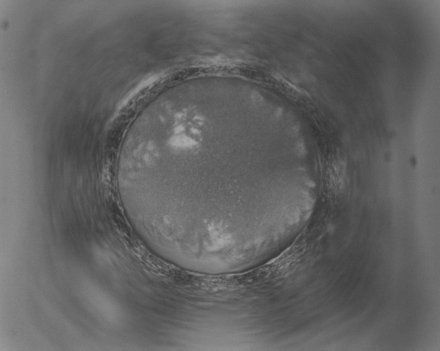 X0000055991254200509021629