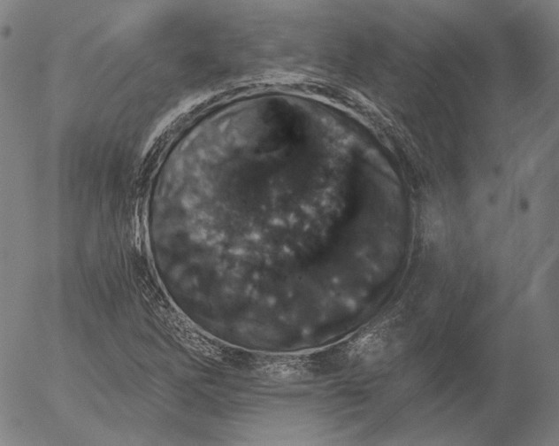 X0000055991262200509021629