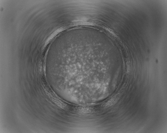 X0000055991266200509021629