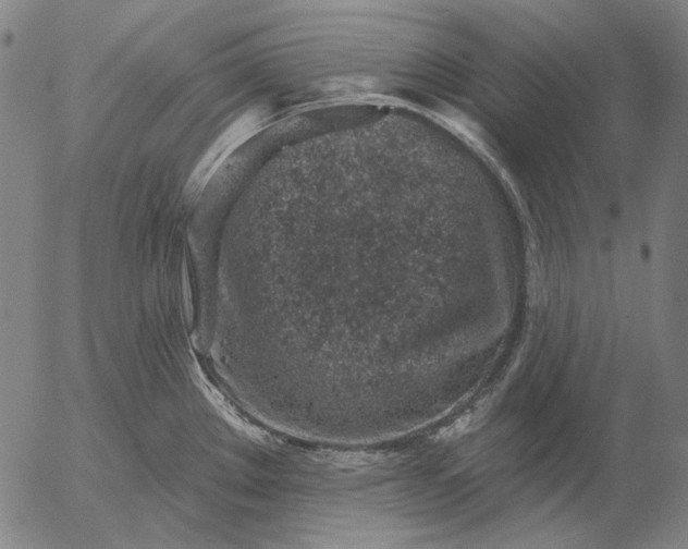 X0000055991289200509021629