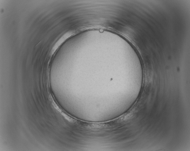 X0000055991290200509021629