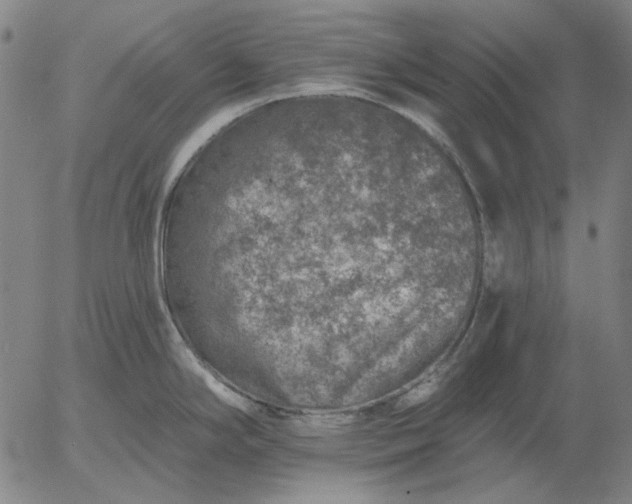 X0000055991294200509021628