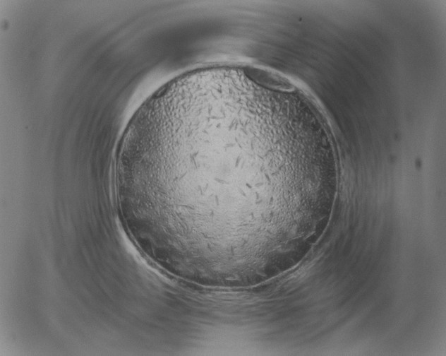 X0000055991295200509021628