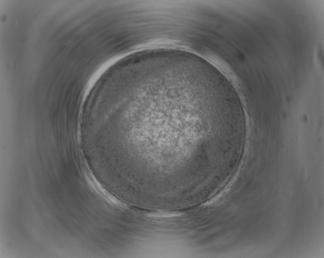 X0000055991296200509021628