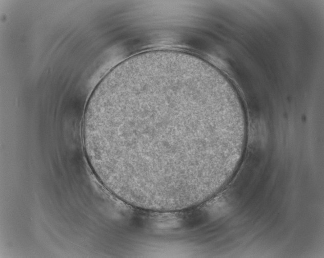 X0000055991338200509021628