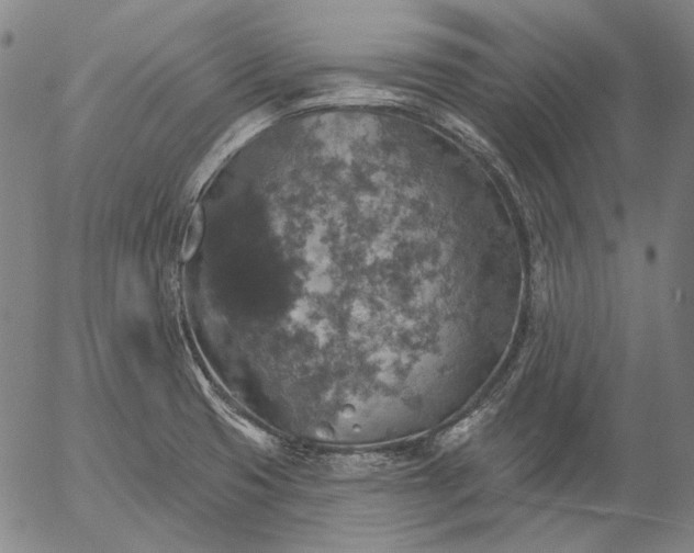 X0000055991425200509021627