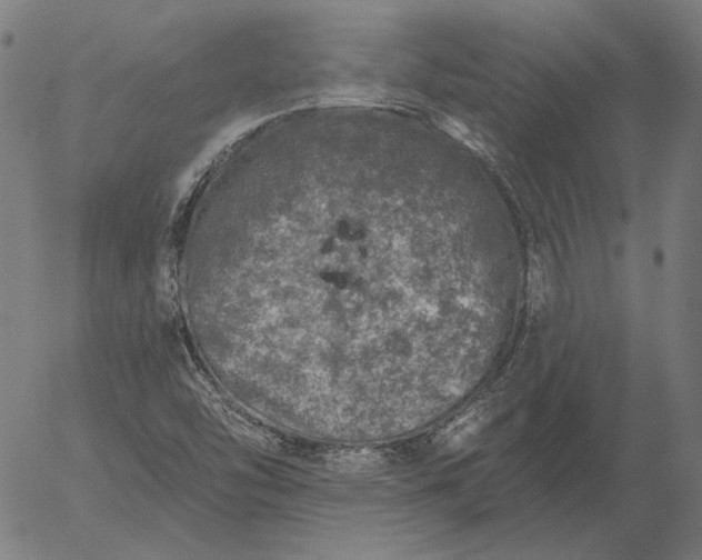 X0000055991454200509021626