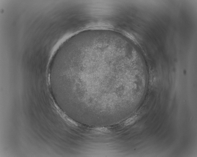 X0000055991462200509021626