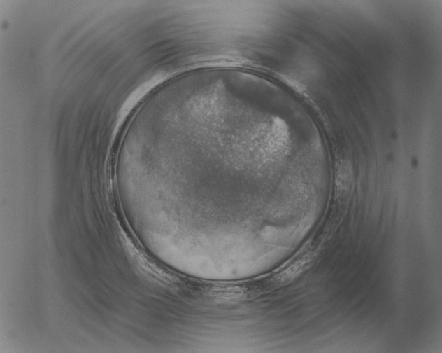 X0000055991466200509021626