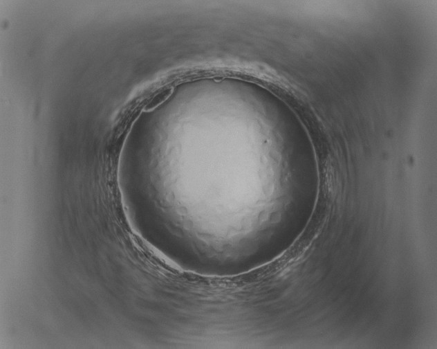 X0000055991494200509021624