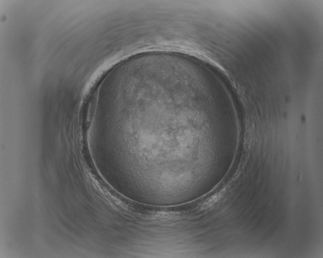 X0000055991506200509021625