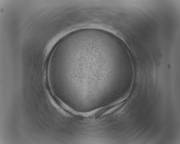 X0000055991511200509021625