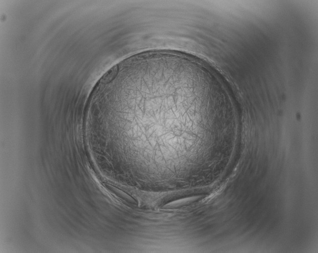 X0000055991513200509021625