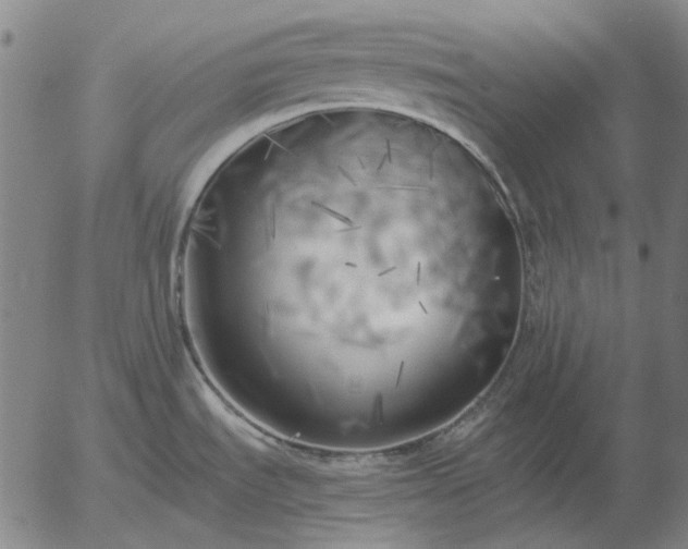 X0000055991535200509021625