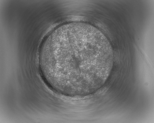 X0000055990016200509092031