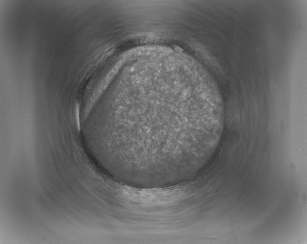 X0000055990022200509092031