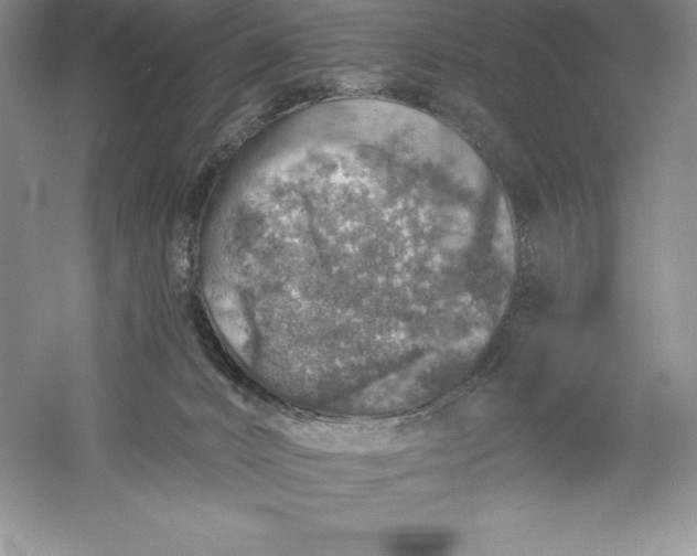 X0000055990032200509092031