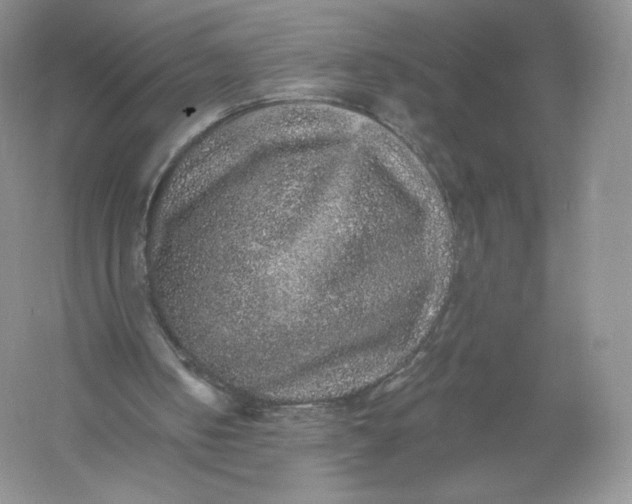 X0000055990050200509092030