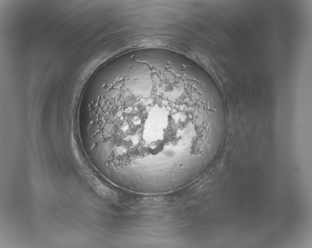 X0000055990145200509092028