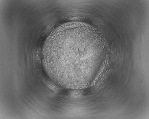 X0000055990175200509092029