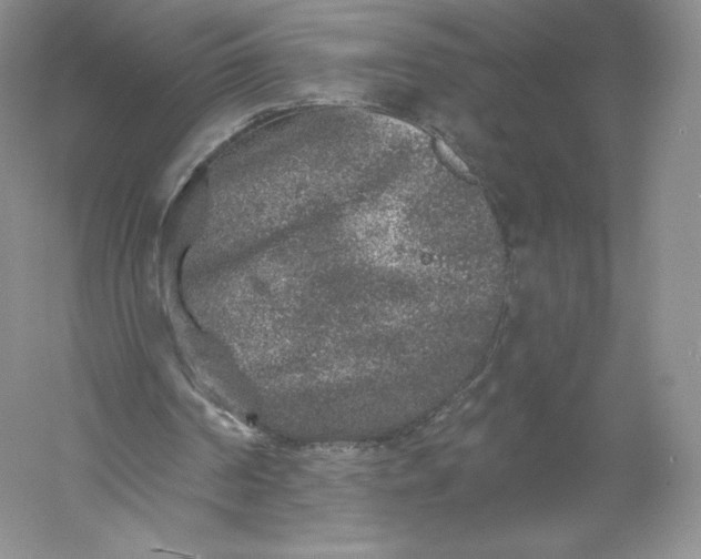 X0000055990194200509092028