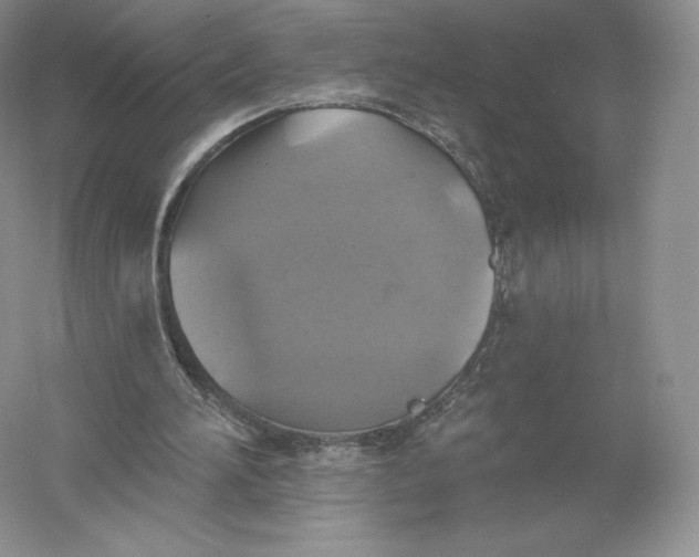 X0000055990196200509092028