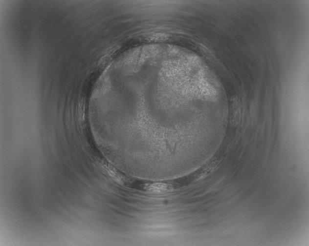 X0000055990230200509092028