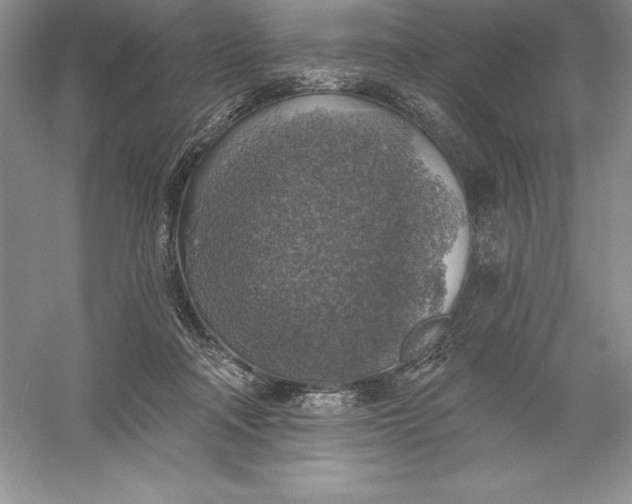 X0000055990314200509092026