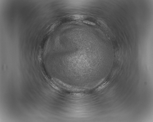 X0000055990325200509092026