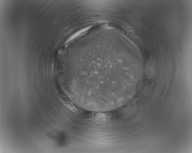 X0000055990330200509092026