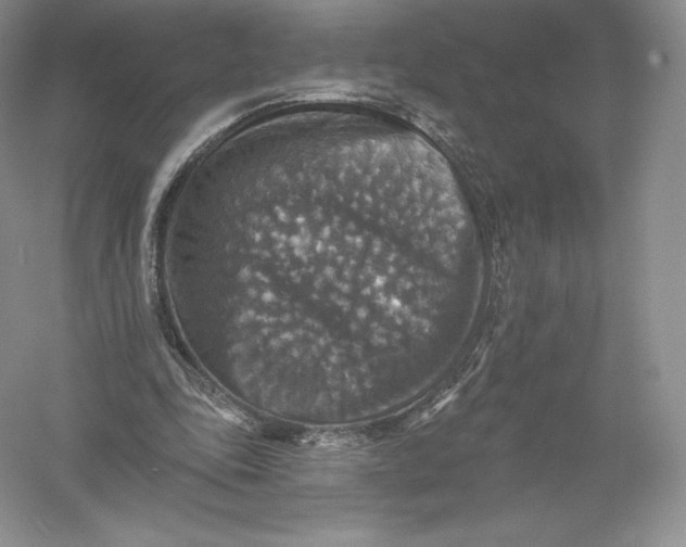 X0000055990343200509092025