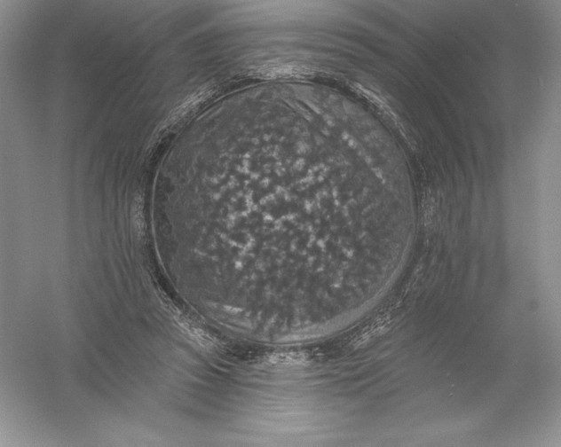 X0000055990353200509092025