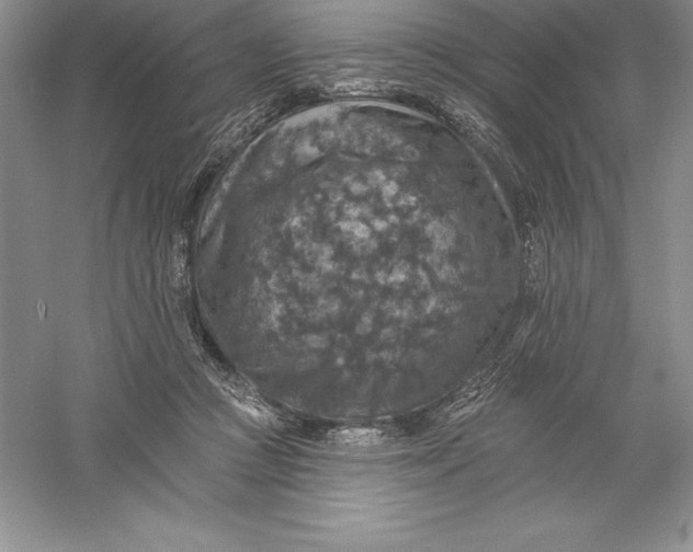 X0000055990361200509092025