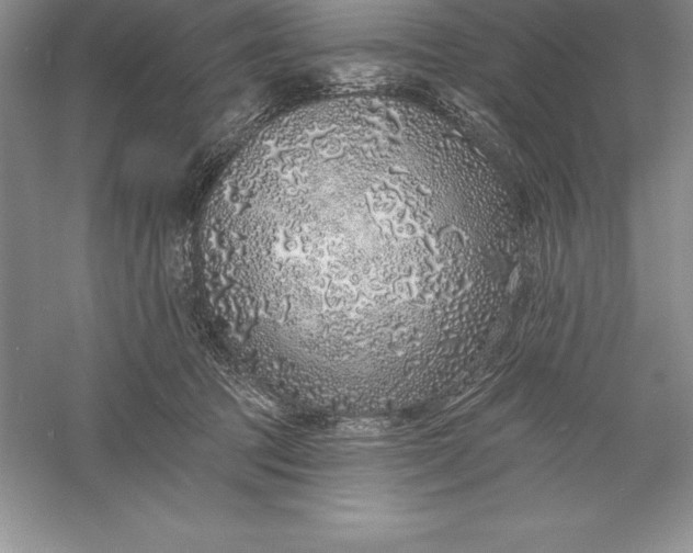 X0000055990369200509092026