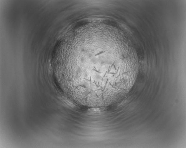 X0000055990381200509092026