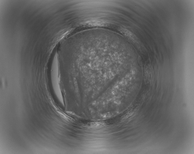 X0000055990398200509092025