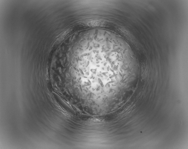 X0000055990453200509092024