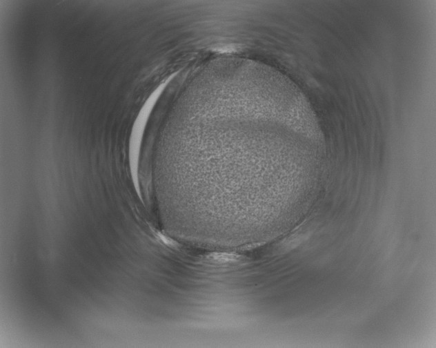 X0000055990528200509092023