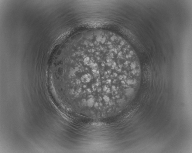 X0000055990590200509092022