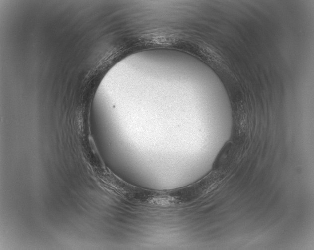 X0000055990595200509092021