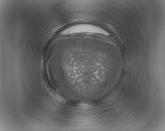 X0000055990596200509092021