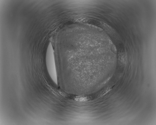 X0000055990602200509092021