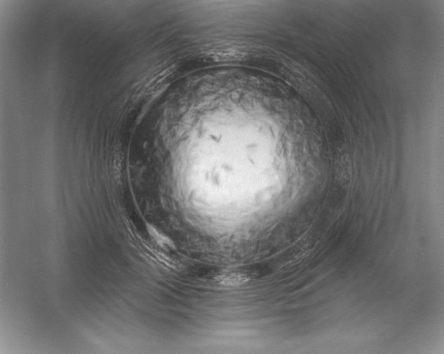 X0000055990604200509092021