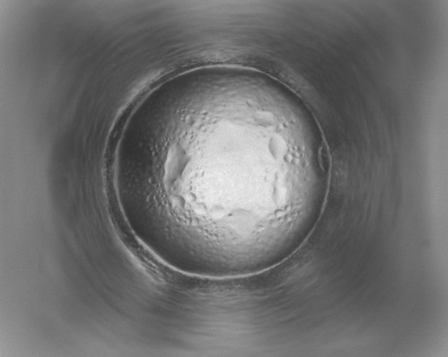 X0000055990626200509092020