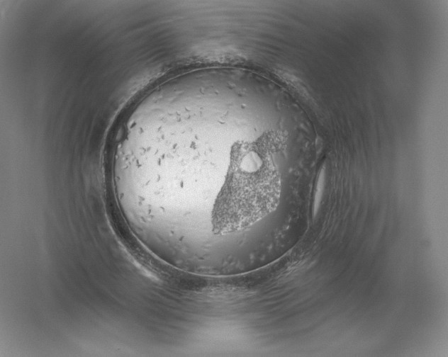 X0000055990630200509092020