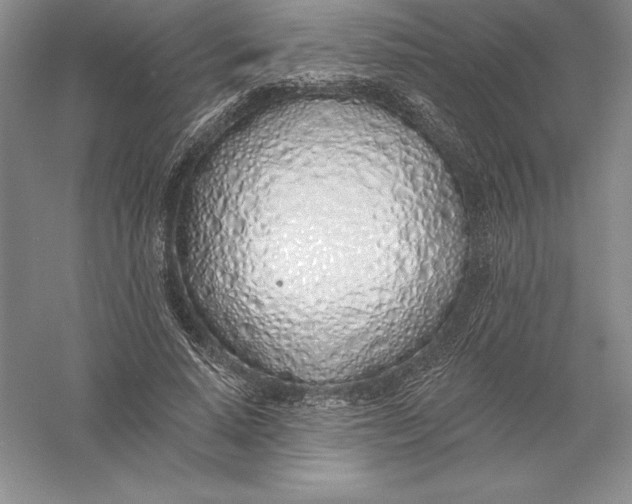 X0000055990640200509092020