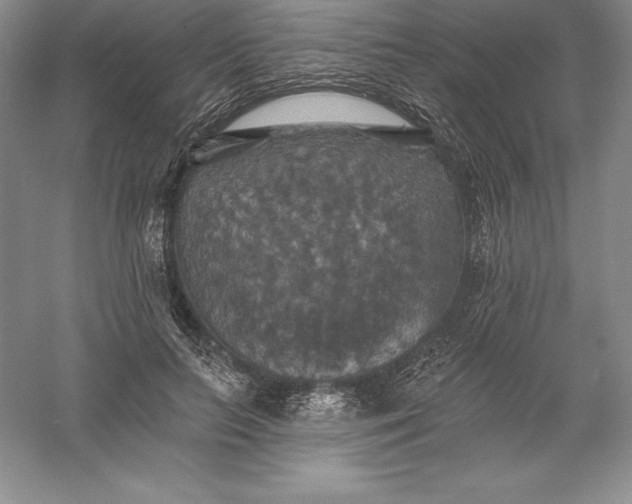 X0000055990647200509092020