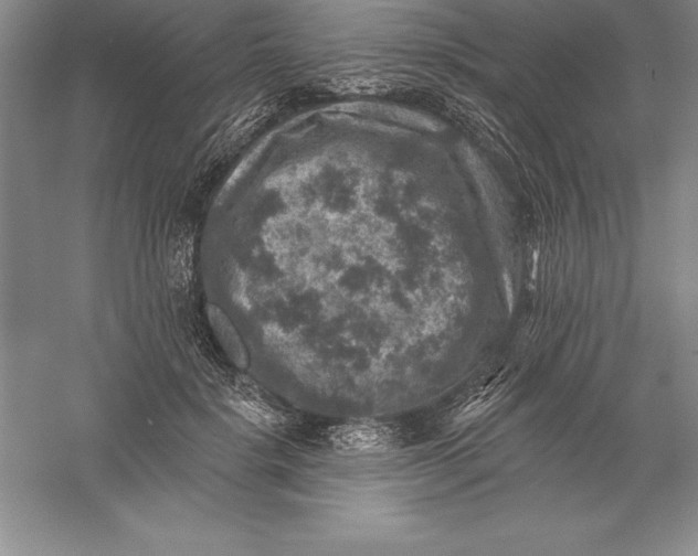 X0000055990652200509092021